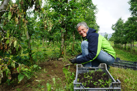 Projektleiterin Sabine Sommer beim Einpflanzen der Gundermann-Setzlinge. Die wintergrüne Pflanze soll nicht nur Nager abschrecken, sondern könnte durch ihren bodendeckenden Wuchs zu einer Reduktion des Herbizideinsatzes beitragen .