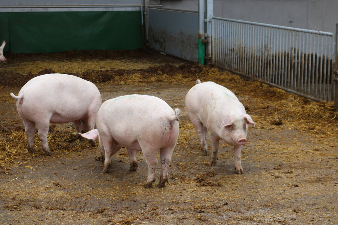 Mastschweine, Schweine mit Auslauf auf Stroh.