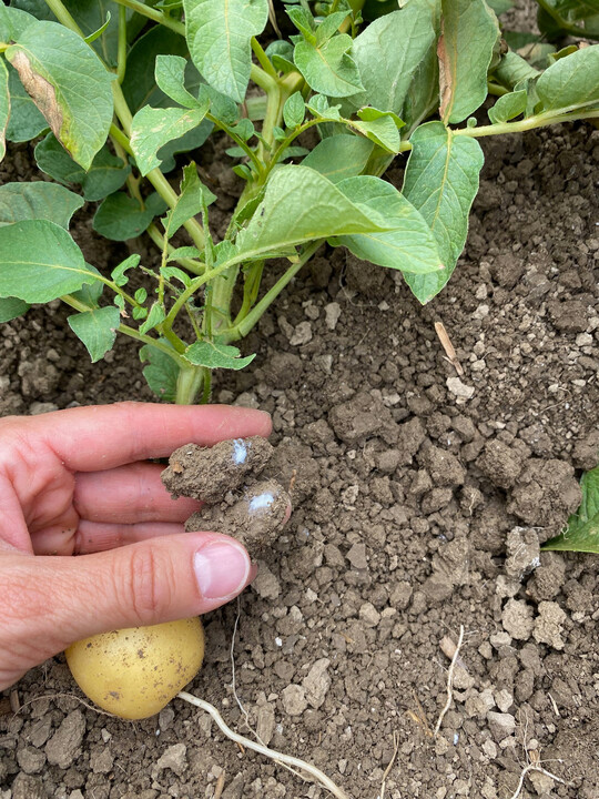 Das Vektorinsekt Schilfglasfl�gel vollzieht seinen kompletten Lebenszyklus an Kartoffel, hier die Eigelege der Zikade.