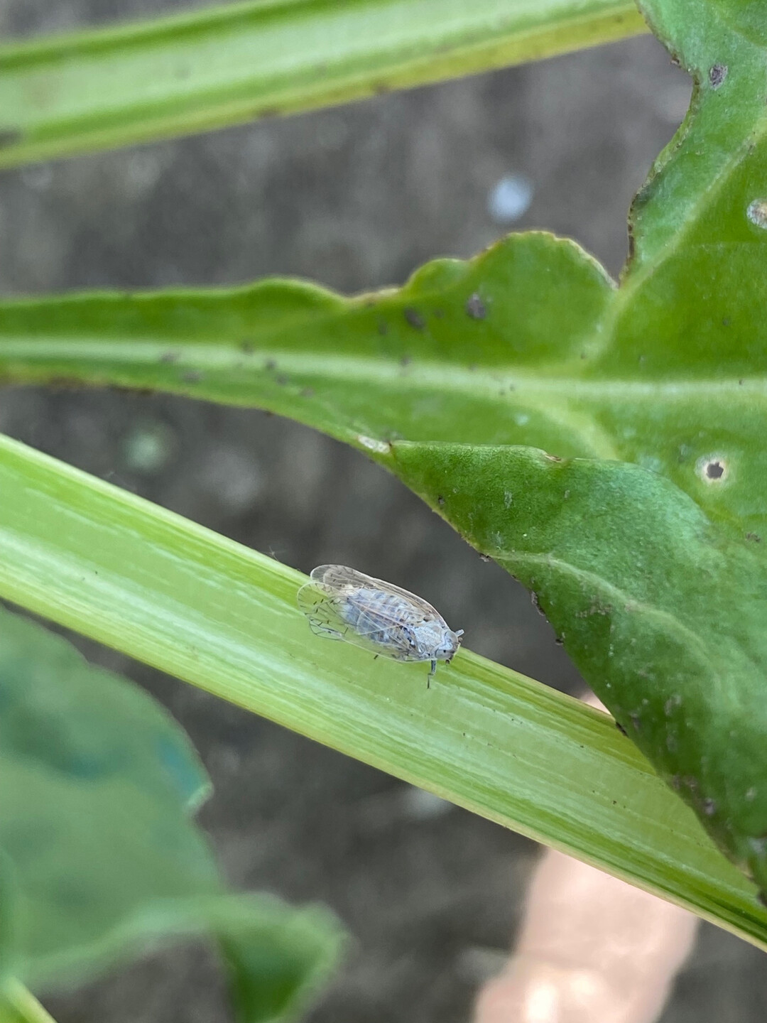 Die Schilfglasfl�gelzikade �bertr�gt die bakteriellen Erreger der SBR-Krankheit auf Zuckerr�ben und Kartoffeln.