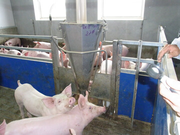 Im hessischen Landkreis Groß-Gerau ist in zwei weiteren Hausschweinebeständen die Afrikanische Schweinepest nachgewiesen worden. Nun gelten verstärkte Vorsichtsmaßnahmen.