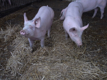 Die QS-Qualit�t und Sicherheit GmbH startet zum 1. August ein Beratungsprojekt, mit dem M�ngel bei der Tiergesundheit in schweinehaltenden Betrieben analysiert werden sollen. 