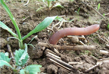 Regenw�rmer ziehen sich bei andauernder Hitze in tiefere Bodenschichten zur�ck.
