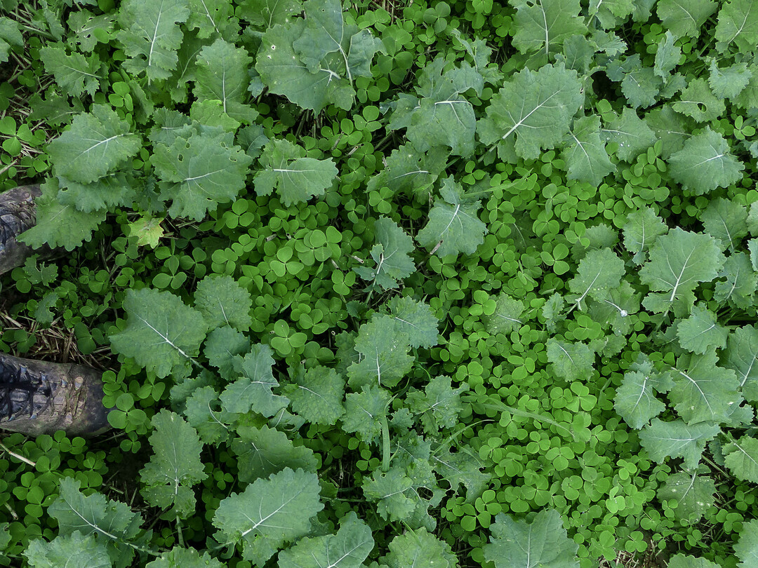 Begleitpflanzen wie verschiedene Kleearten können den Rapsanbau bereichern.