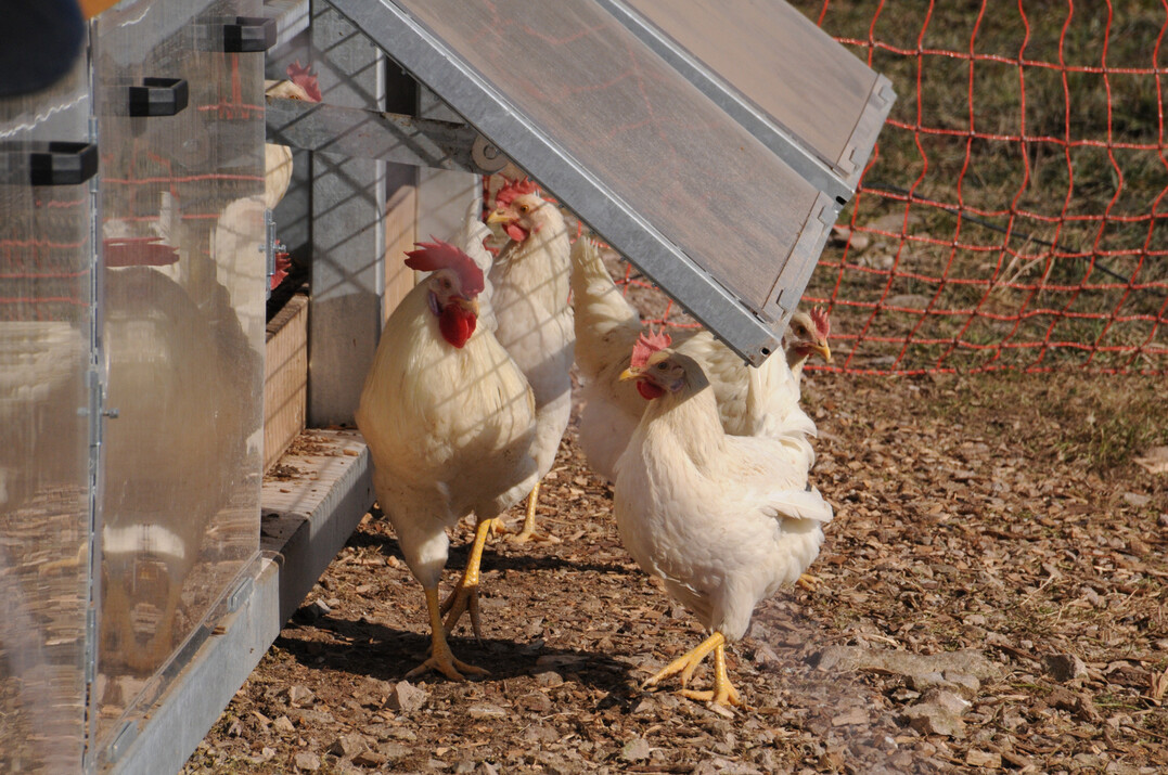 Mobiler Gefl�gelstall