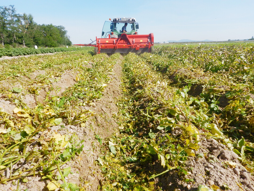 Der Krautschl�ger schl�gt mittels an die Dammform angepasster Schl�gel das Kartoffelkraut �ber dem Damm ab.