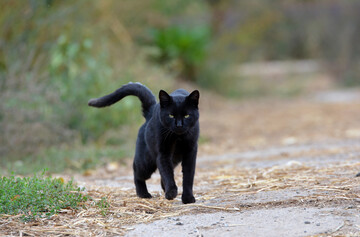 Schwarze Katze auf Weg.