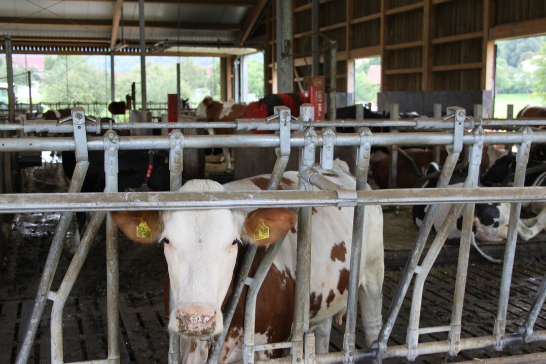 Der Aussto� an klimasch�dlichen Gasen aus der Milchviehhaltung soll k�nftig zur�ckgehen. Mit einer Kombination verschiedener Ma�nahmen lassen sich die Emissionen aus den Milchviehst�llen eind�mmen. Das zeigen die Ergebnisse einer aktuellen Studie.