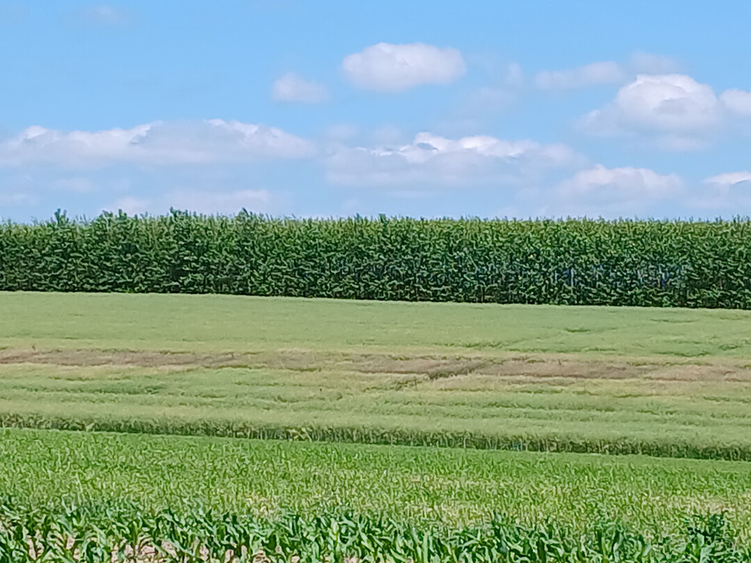 Blick auf die LSV, BSV/EUSV sowie WP-Winterraps in D�ggingen: deutliche Abgrenzung der sclerotiniabefallenen Parzellen in der unbehandelten Variante.