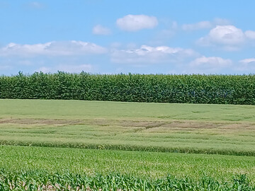 Blick auf die LSV, BSV/EUSV sowie WP-Winterraps in D�ggingen: deutliche Abgrenzung der sclerotiniabefallenen Parzellen in der unbehandelten Variante.