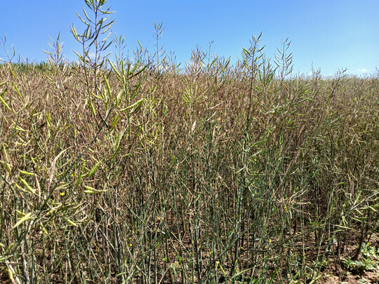 LSV D�ggingen - Schnee und K�lteeinbruch zur Bl�te; besonders betroffen von Sclerotinia sind die fr�hbl�henden Sorten.