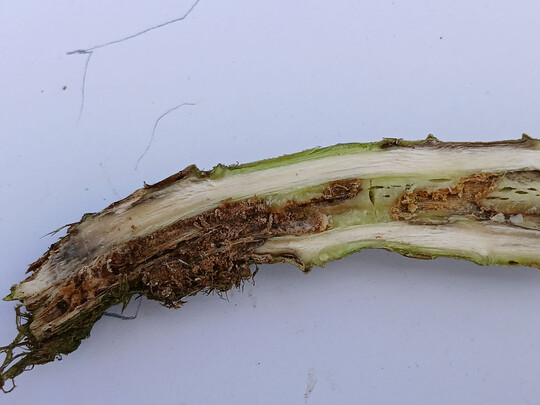 LSV Kupferzell - prim�r Fra�sch�den durch Kohltriebr�ssler oder St�ngelr�ssler, Sekund�rinfektion Phoma.