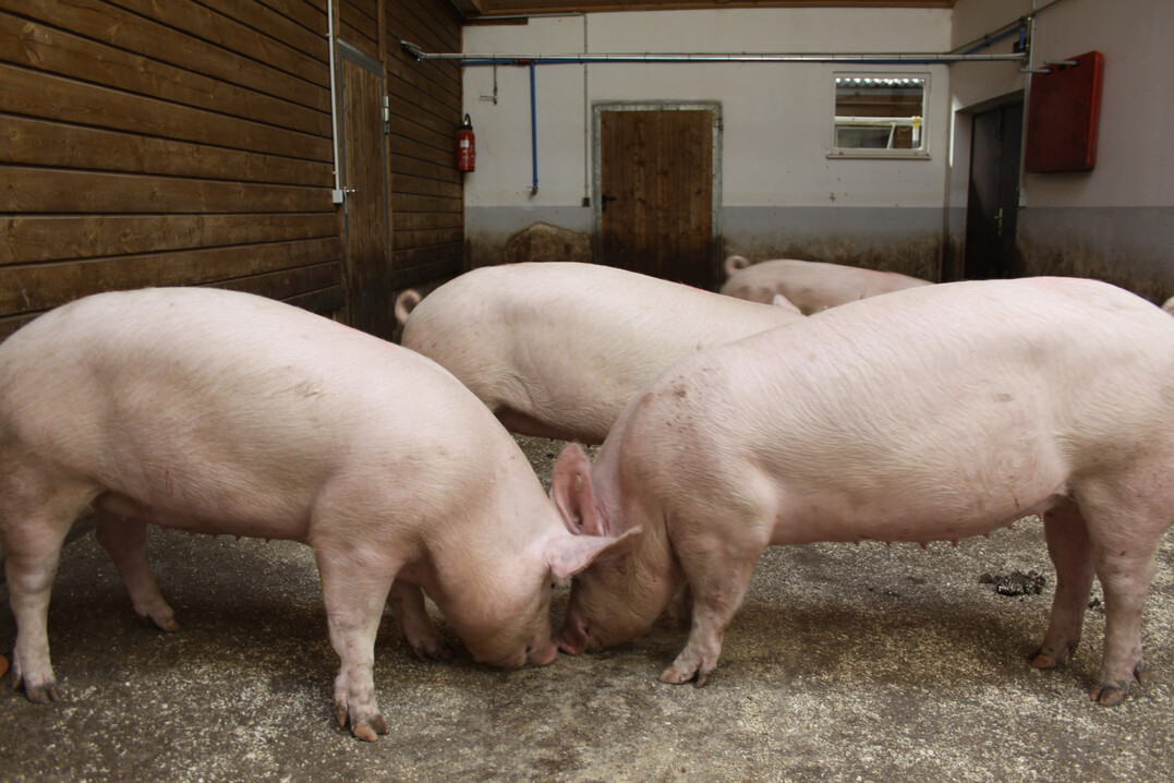 Wie geht es den Schweinen auf den Betrieben? Wie werden die Tiere auf dem Schlachthof behandelt? Hierzu hat die Tier�rztliche Hochschule (TiHo) Hannover eine Umfrage initiiert, an der Schweinehalter ihre Erfahrungen einbringen k�nnen.