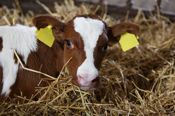 Damit K�lber gesund aufwachsen zu k�nnen, sollten sie vor ansteckenden Durchfallerkrankungen durch gen�gend Kolostrum und eine Mutterschutzimpfung gesch�tzt werden.