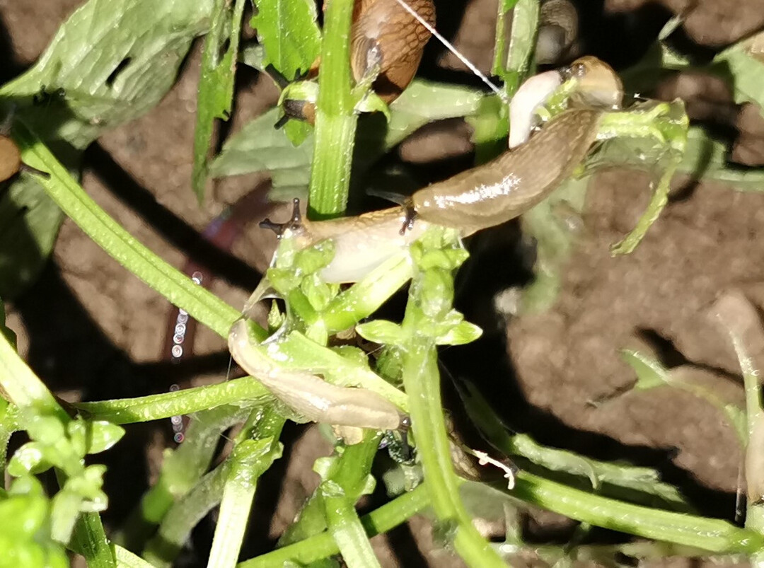 Die jungen Rapspflanzen sind in diesem Herbst besonders anfällig für Schnecken (hier die Graue Ackerschnecke).