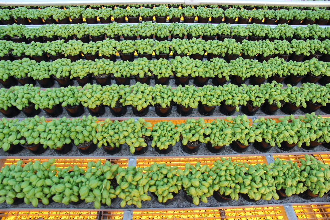 Im neuen Betriebsteil mit zweistöckiger Produktion stehen die Kräuter in Kulturrinnen.