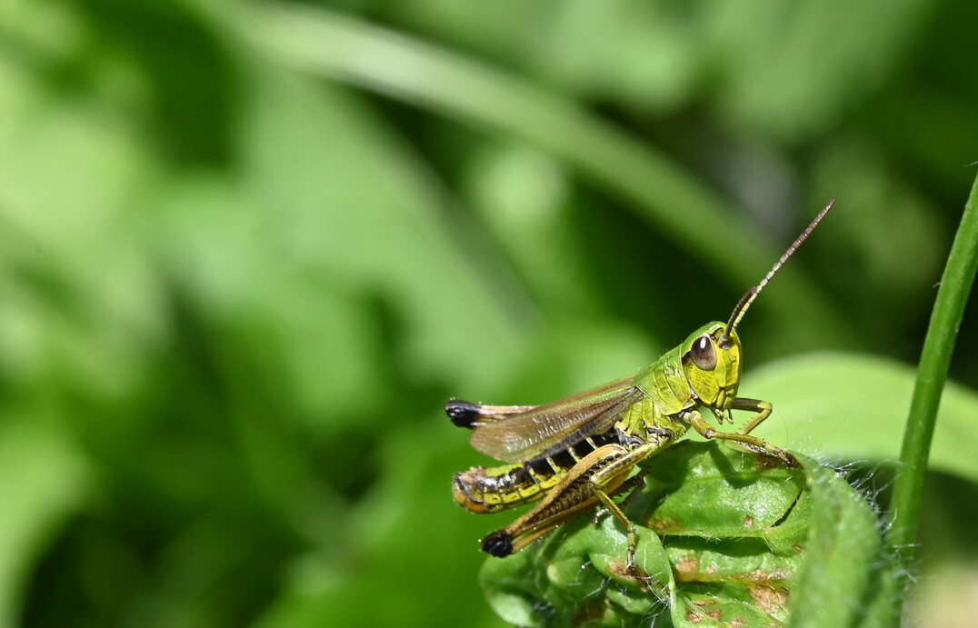 Gemeiner Grashüpfer
