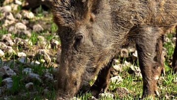 Erneut wurde bei einem Wildschwein in Hessen das Virus der Afrikanischen Schweinepest (ASP) nachgewiesen.