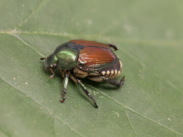 Japank�fer: Sein besonderes Merkmal sind f�nf wei�e Haarb�schel an jeder Hinterleibsseite und zwei wei�e Haarb�schel am Ende des Hinterleibs.