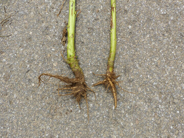 Raps mit rein mechanischer Unkrautbekämpfung (links) im Vergleich zu Raps mit chemischer Unkrautbekämpfung (rechts).