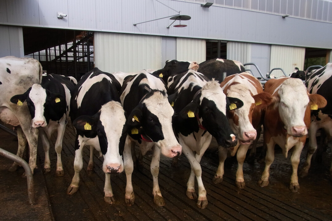 Für die Haltungsformstufe 4 muss Kühen unter anderem zusätzlich ein Laufhof angeboten werden.