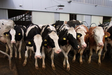 F�r die Haltungsformstufe 4 muss K�hen unter anderem zus�tzlich ein Laufhof angeboten werden. 