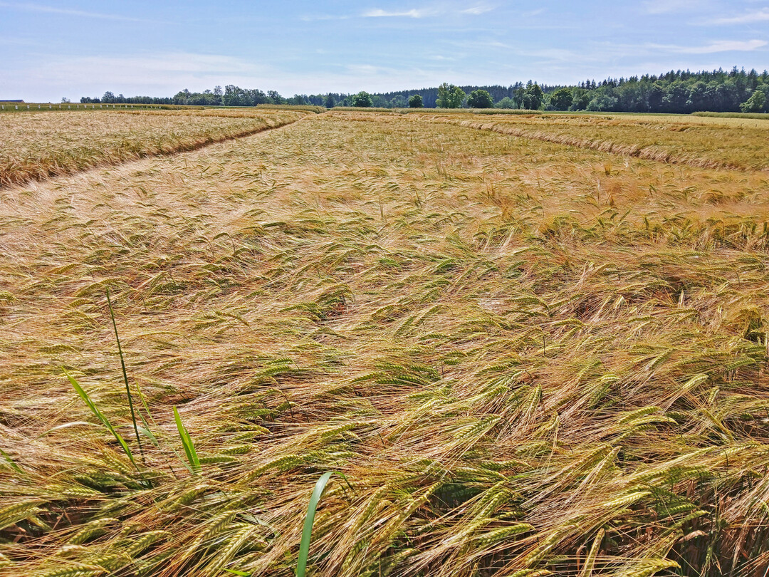 Landessortenversuche Wintergerste am Standort Krauchenwies.