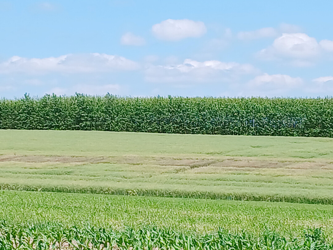 Blick auf die Pr�fungen und Sortenversuche von Winterraps in D�ggingen: Deutlich erkennbar sind die sclerotiniabefallenen Parzellen in der unbehandelten Variante.