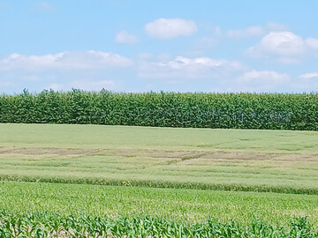 Blick auf die Pr�fungen und Sortenversuche von Winterraps in D�ggingen: Deutlich erkennbar sind die sclerotiniabefallenen Parzellen in der unbehandelten Variante.