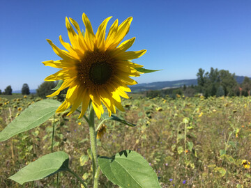 Eine Sonnenblume.