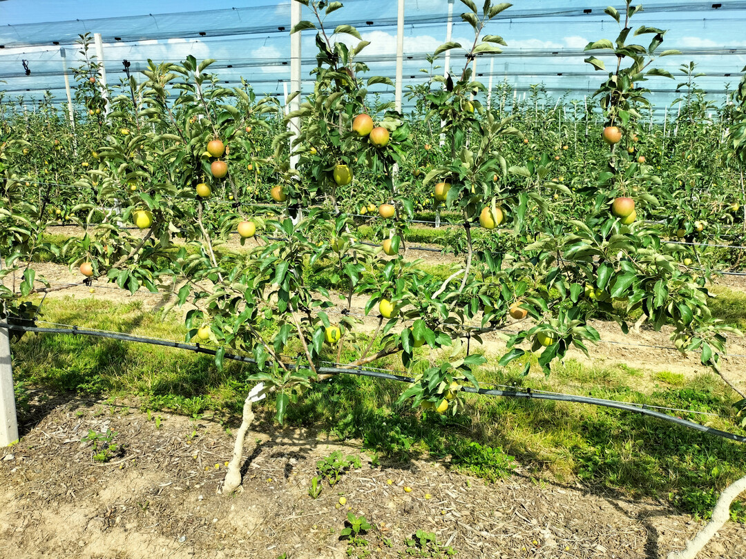 Mehrachsensystem: Ein waagrecht gezogener Stamm trägt mehrere vertikale Achsen im Abstand von 25 bis 30 cm. Die Früchte hängen im Licht und färben gut aus.