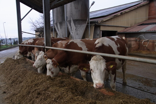 Das Deutsche Milchkontor (DMK Group) setzt bei den Milchkühen ihrer Mitgliedsbetriebe künftig auf mehr Tierwohl und Nachhaltigkeit.