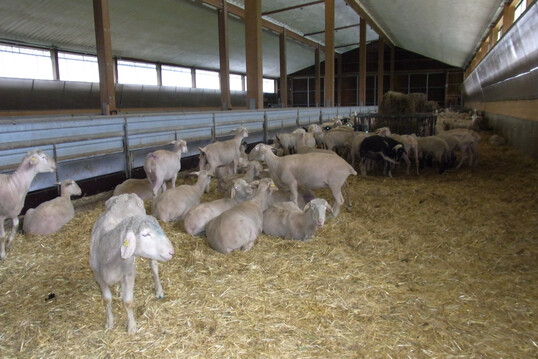 In einem Schafbestand in Weissach im Tal im Rems-Murr-Kreis ist die Blauzungenkrankheit amtlich festgestellt worden.                                              