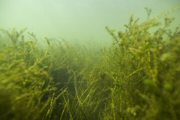 Wachstum von Elodea-Wasserpflanzen in der Goitzsche bei Pouch, Sachsen-Anhalt. Viele Flüsse und Seen in Deutschland sind zunehmend durch übermäßigen Bewuchs von Wasserpflanzen betroffen.