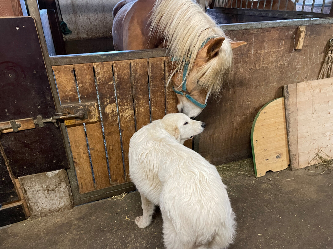 1 Wie Untersuchungen zeigen, k�nnen Pferde und Hunde eine soziale Bindung eingehen. Dabei nutzen Pferde die Hunde als Alarmanlage, wenn diese anschlagen.
