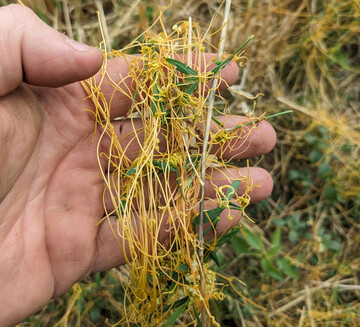 Die Kleeseide ist nicht nur im Bio-Anbau ein gefürchtetes Unkraut.