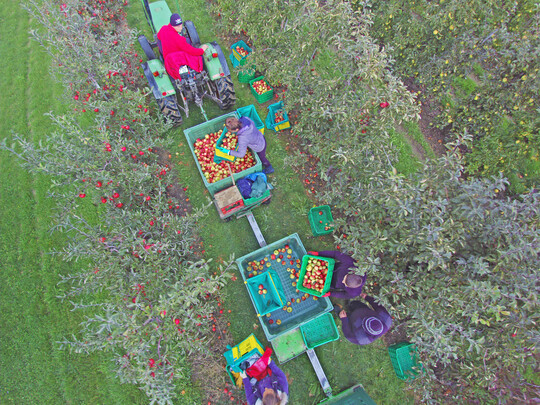 In der EU wird die nach dem Frostjahr 2017 schlechteste Ernte der letzten zehn Jahre erwartet.