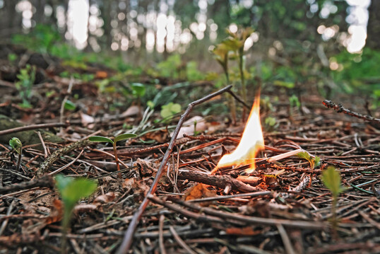 Eine Flamme auf dem Waldboden. 