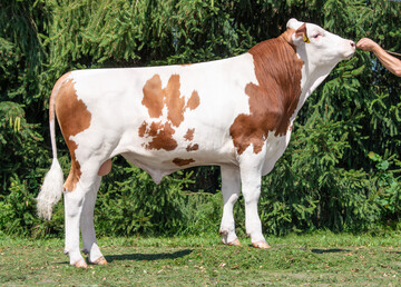 1 Halfway ist als Hayward Sohn von der Stier GbR in Sch�nenberg gez�chtet worden und geh�rt zu den h�chsten Bullen der Rasse.