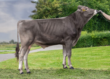 1 Calvert ist mit einem GZW von 152 die Nummer eins der Bestenliste und hebt sich um f�nf Punkte vom n�chstplatzierten Bullen ab. Er wurde von Thomas Sch�fer in Steinigen gez�chtet.