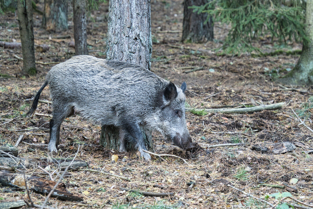 Wildschwein im Wald. 