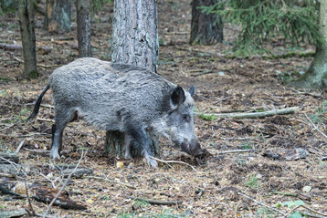 Wildschwein im Wald.
