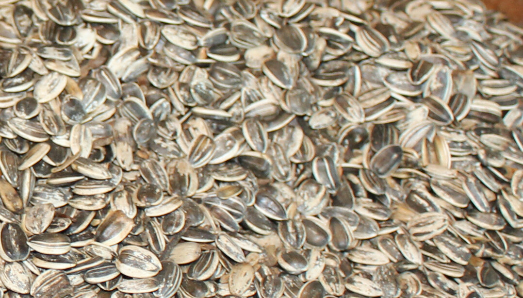 Erntesch�tzung f�r Sonnenblumen: Trotz der getr�bten Aussichten im S�dosten der EU wird die EU-Erzeugung mit 10,4 Millionen Tonnen dennoch 0,8 Millionen Tonnen �ber dem Vorjahr gesehen.