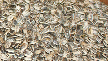 Erntesch�tzung f�r Sonnenblumen: Trotz der getr�bten Aussichten im S�dosten der EU wird die EU-Erzeugung mit 10,4 Millionen Tonnen dennoch 0,8 Millionen Tonnen �ber dem Vorjahr gesehen.