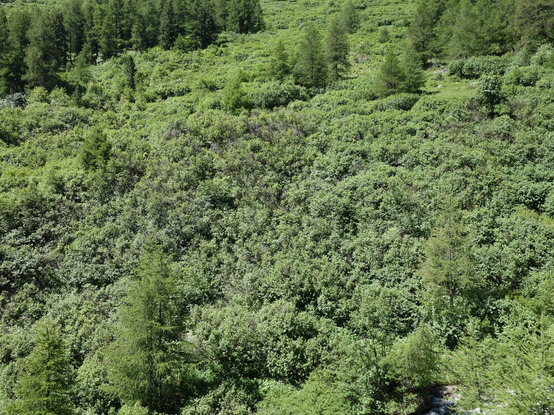 Werden Alpweiden nicht mehr genutzt, verbuschen sie. Besonders stark ist dieser Effekt beim Vordringen von Grünerle.