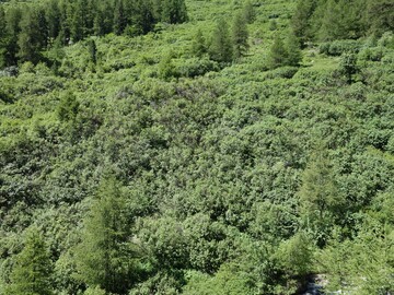 Werden Alpweiden nicht mehr genutzt, verbuschen sie. Besonders stark ist dieser Effekt beim Vordringen von Gr�nerle.&nbsp;
