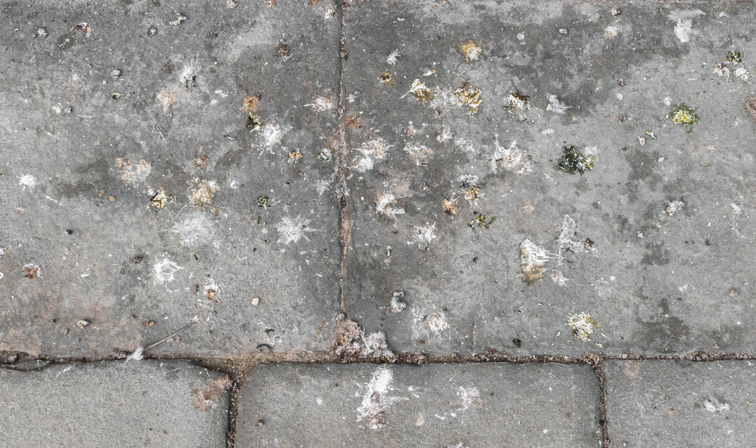 Die Gefahr, dass der Geflügelpest-Erreger über den Kot von Wildvögeln durch die Luft in den Geflügelstall gelangt und dort Tiere infiziert, ist äußerst gering.