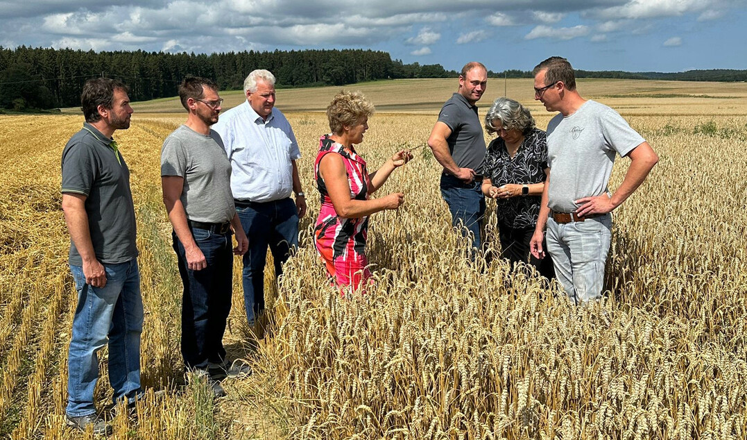 Begutachtung der K�rner auf dem Weizenfeld: Die fehlende Sonneneinstrahlung w�hrend der Kornf�llungsphase f�hrte zu einer schlechten Kornentwicklung und geringeren Ertr�gen. Dies erforderte Anpassungen in Anbau und Management, um solide Ertr�ge in guter Qualit�t zu sichern.