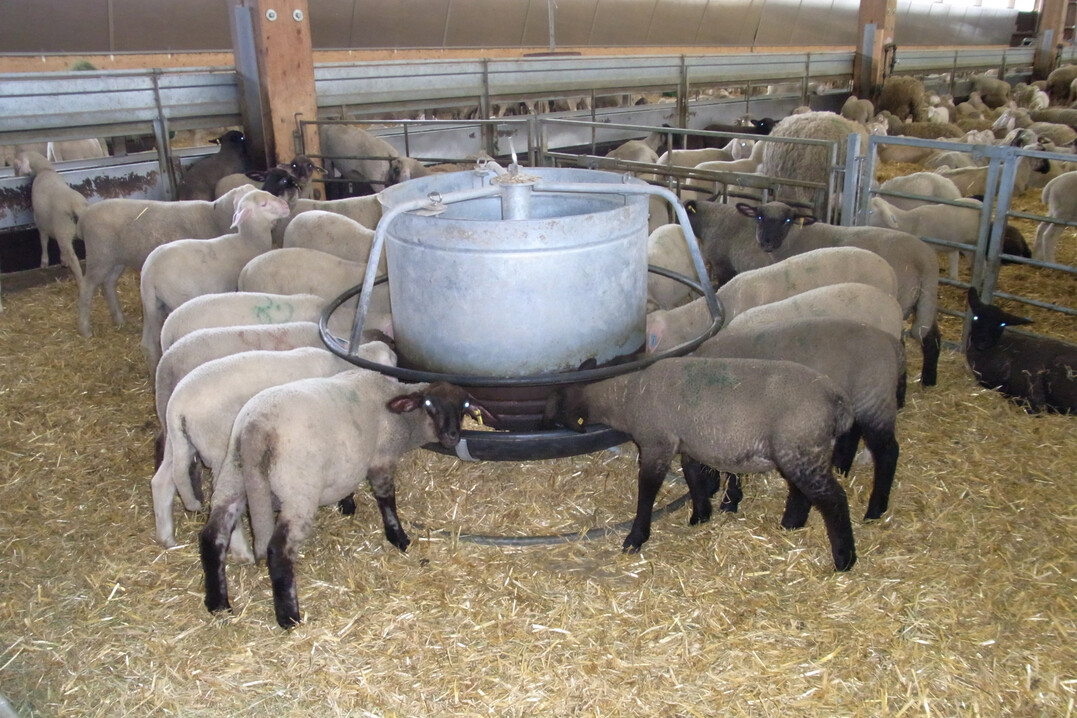 Betroffen von einer Infektion sind vor allem Schafe, Rinder und Ziegen.