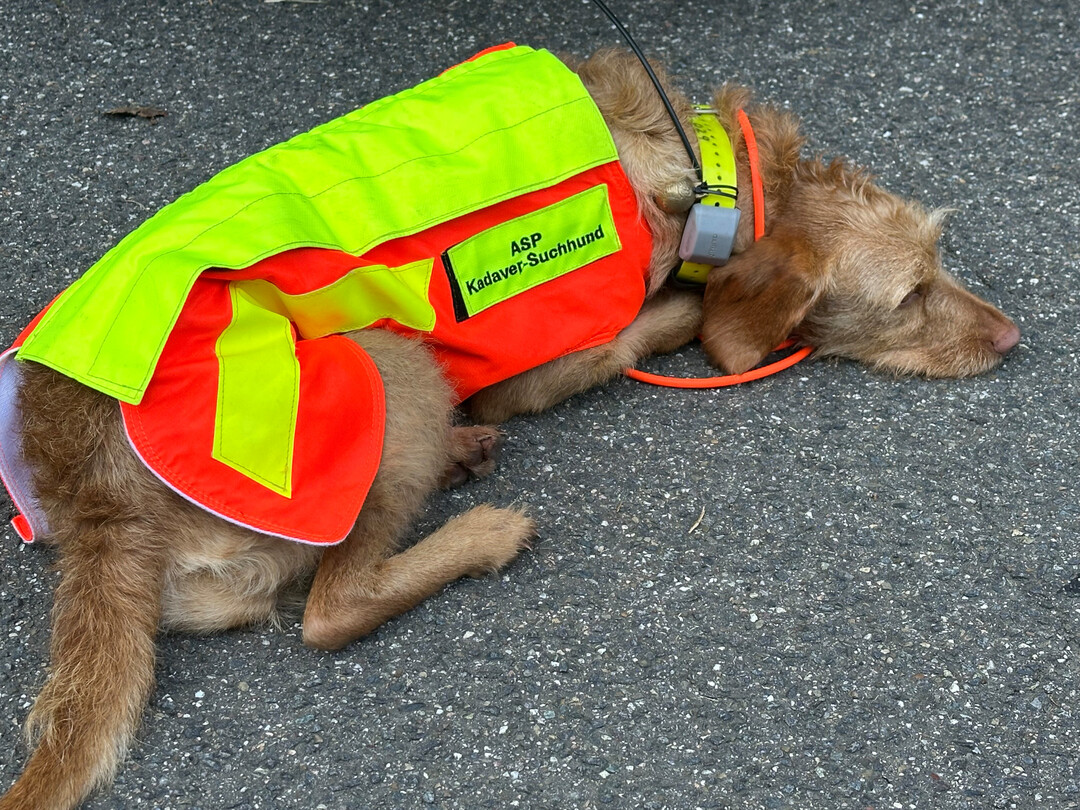 Ma�nahmen um die Verbreitung der Afrikanischen Schweinepest zu verhindern; Hund Rosa wartet auf ihren Einsatz. 